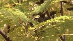 Myioborus brunniceps