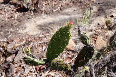 Tacinga palmadora