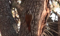 Lepidocolaptes angustirostris