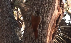 Lepidocolaptes angustirostris