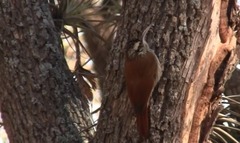 Lepidocolaptes angustirostris