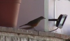 Turdus rufiventris