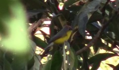 Myioborus brunniceps