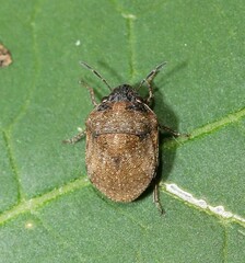 Homaemus aeneifrons