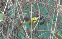 Myioborus brunniceps