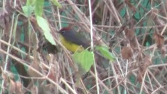 Myioborus brunniceps