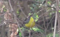 Myioborus brunniceps