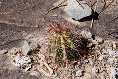 Melocactus ernestii