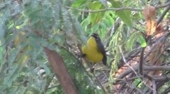 Myioborus brunniceps