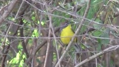 Myioborus brunniceps