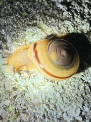 Sonorella rinconensis