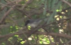 Microspingus melanoleucus