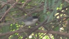 Microspingus melanoleucus