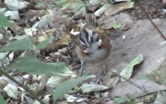 Zonotrichia capensis