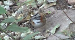 Zonotrichia capensis