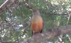Turdus rufiventris