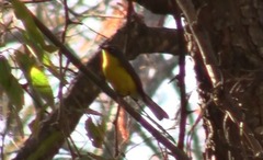 Myioborus brunniceps