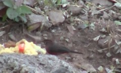 Coryphospingus cucullatus