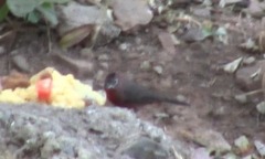 Coryphospingus cucullatus