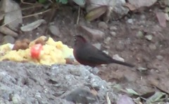 Coryphospingus cucullatus