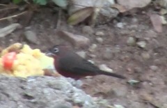 Coryphospingus cucullatus