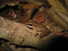 Pristimantis fenestratus