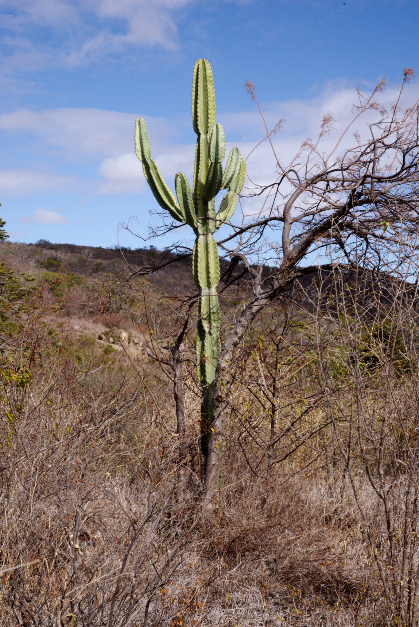 Cereus jamacaru