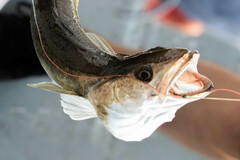 Merluccius bilinearis