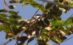 Microspingus melanoleucus