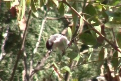 Microspingus melanoleucus