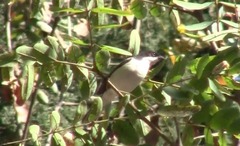 Microspingus melanoleucus