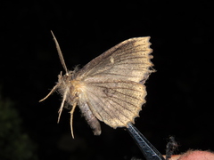 Prionoptera
