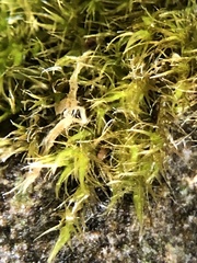 Rhynchostegiella tenella