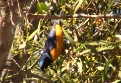 Chlorophonia cyanocephala
