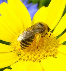 Colletes daviesanus