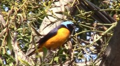 Chlorophonia cyanocephala