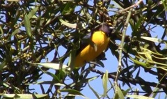 Euphonia chlorotica