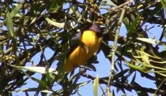 Euphonia chlorotica