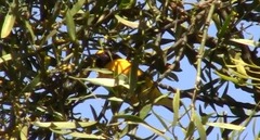 Euphonia chlorotica