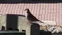 Passer domesticus