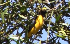 Euphonia chlorotica