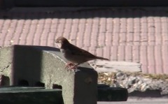 Passer domesticus