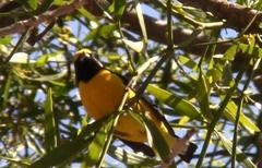 Euphonia chlorotica