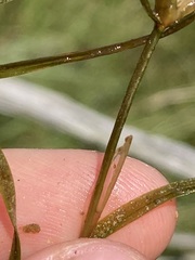 Potamogeton hillii