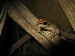 Pristimantis fenestratus