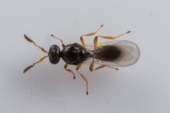 Platygastridae