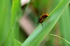 Parhelophilus
