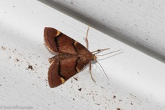 Hypsopygia thymetusalis