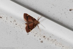 Hypsopygia thymetusalis