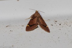 Hypsopygia thymetusalis